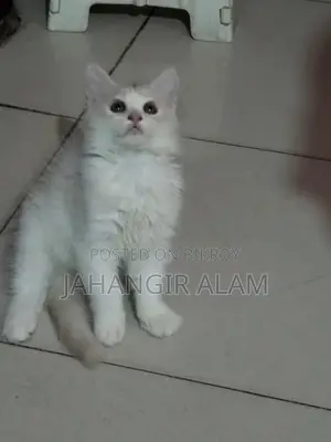 পার শিয়ান