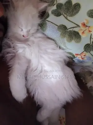 Persian Cat