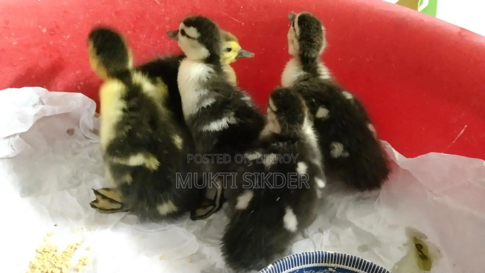 🦆 চীনা হাসের বাচ্চা বিক্রি (৭ দিন বয়স) – সুস্থ ও প্রাকৃতিকভাবে ফুটানো