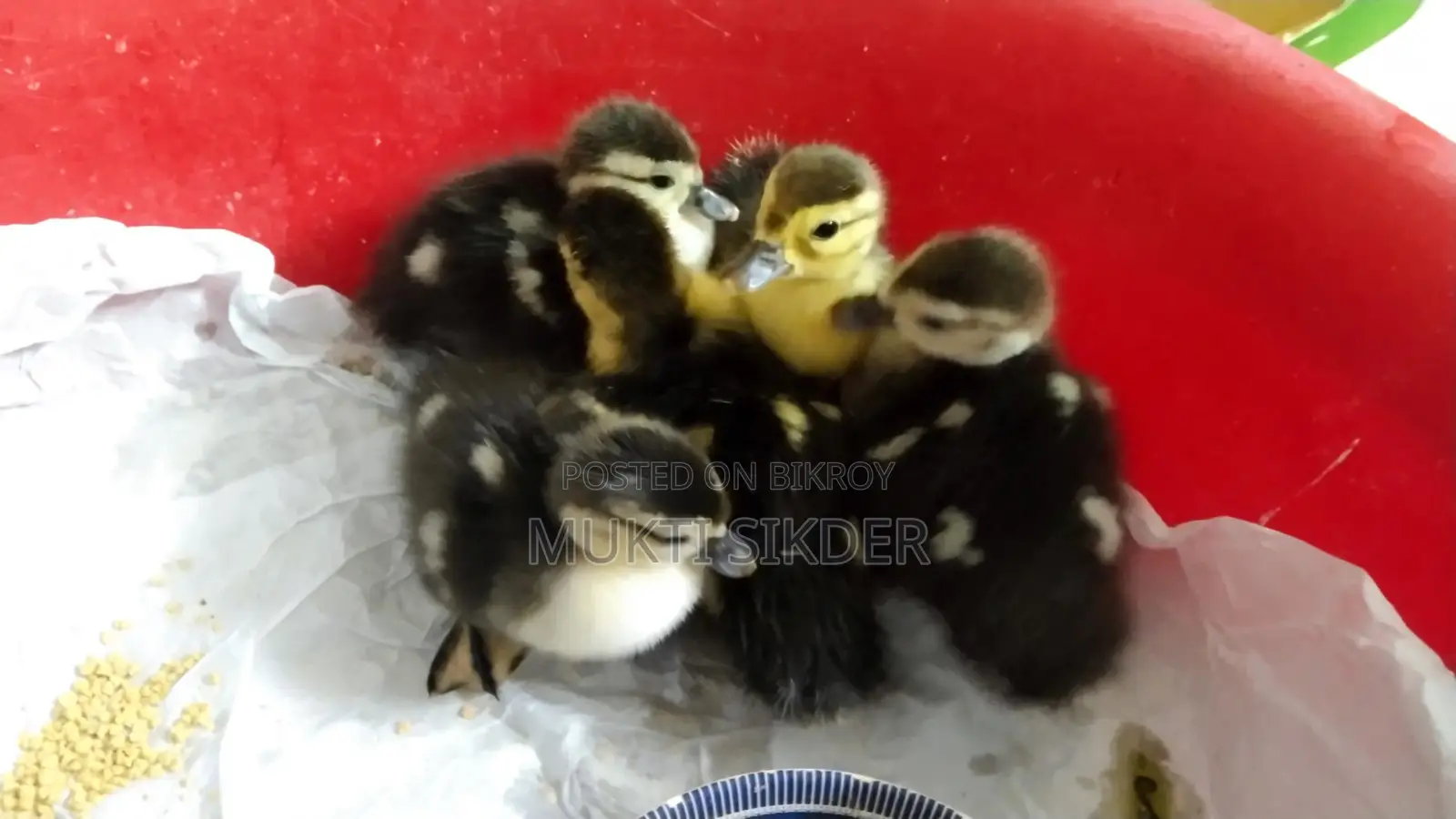 🦆 চীনা হাসের বাচ্চা বিক্রি (৭ দিন বয়স) – সুস্থ ও প্রাকৃতিকভাবে ফুটানো