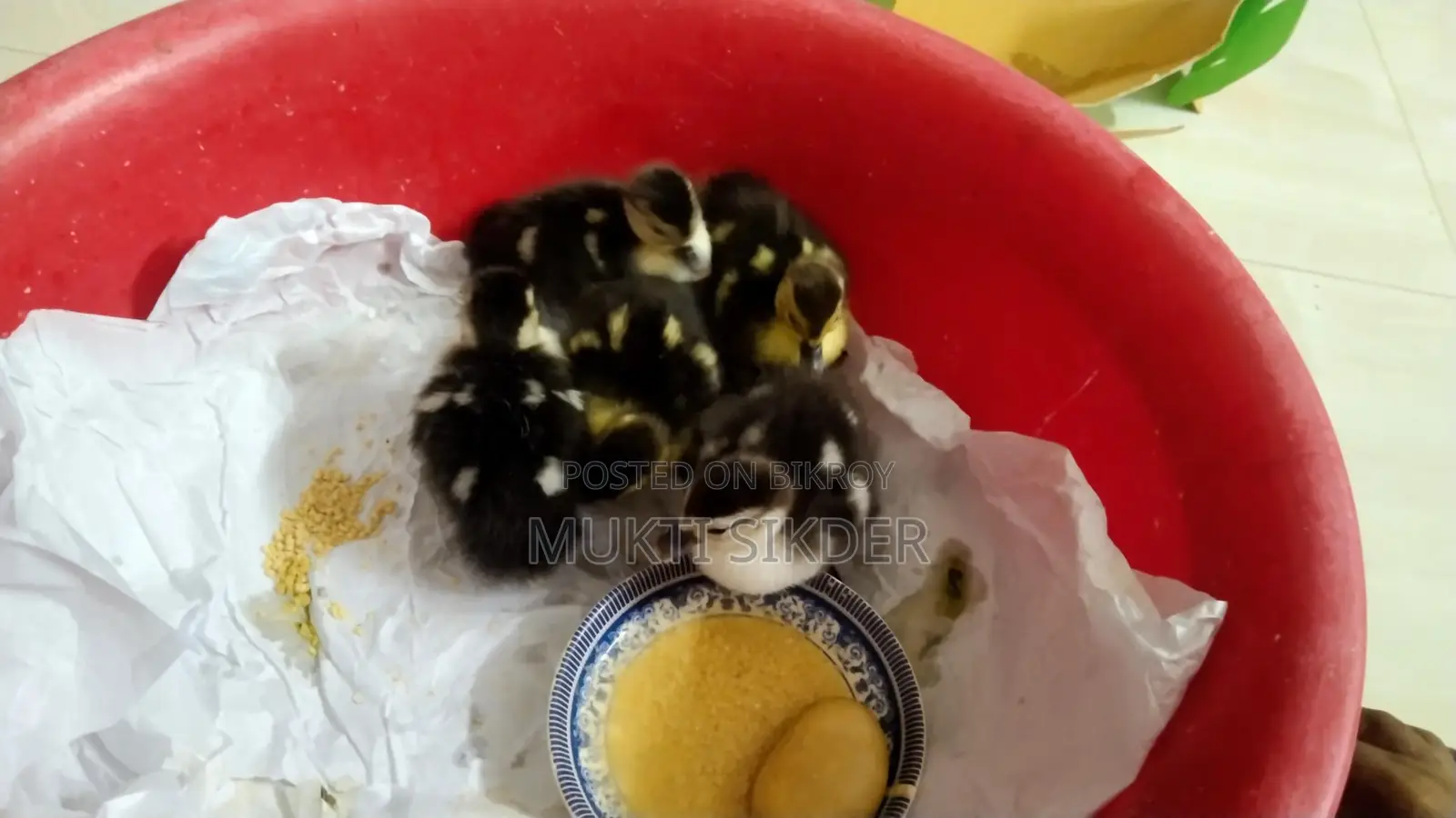🦆 চীনা হাসের বাচ্চা বিক্রি (৭ দিন বয়স) – সুস্থ ও প্রাকৃতিকভাবে ফুটানো
