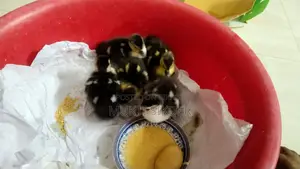 🦆 চীনা হাসের বাচ্চা বিক্রি (৭ দিন বয়স) – সুস্থ ও প্রাকৃতিকভাবে ফুটানো
