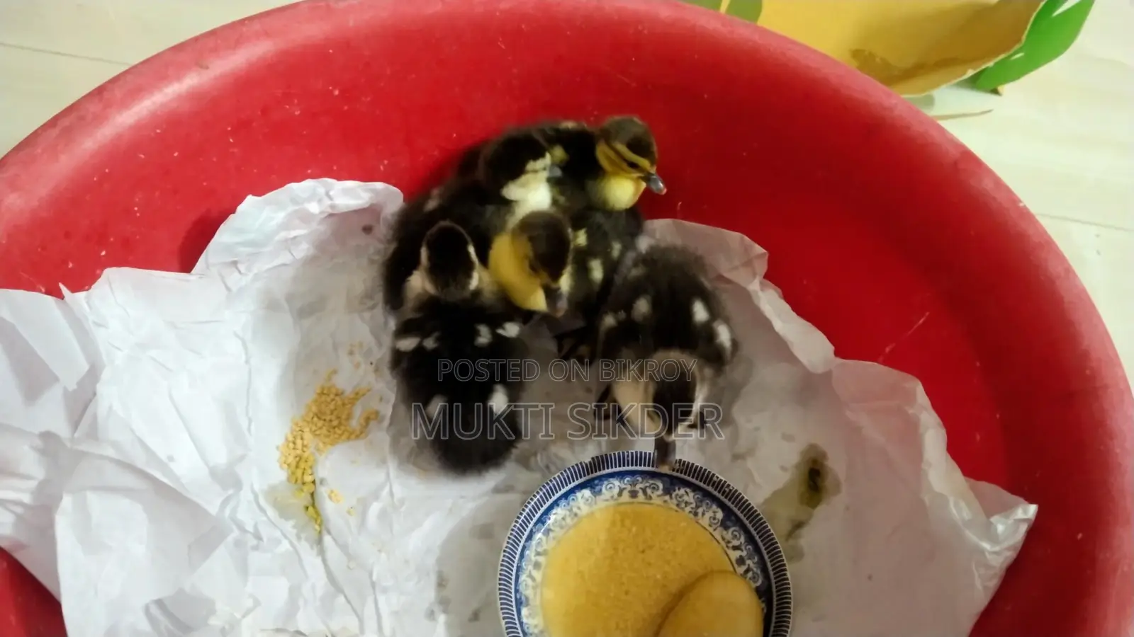 🦆 চীনা হাসের বাচ্চা বিক্রি (৭ দিন বয়স) – সুস্থ ও প্রাকৃতিকভাবে ফুটানো