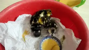 🦆 চীনা হাসের বাচ্চা বিক্রি (৭ দিন বয়স) – সুস্থ ও প্রাকৃতিকভাবে ফুটানো