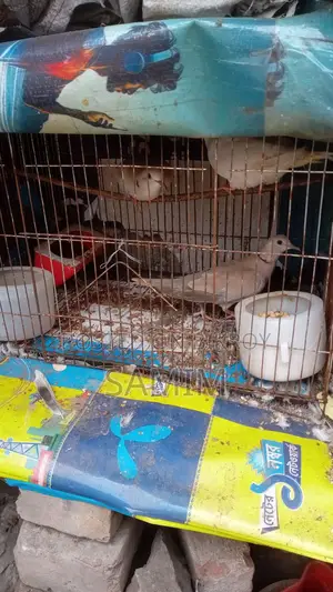 Dove Birds for Sale