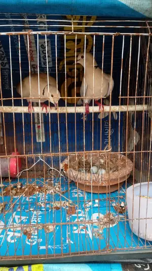 Dove Birds for Sale