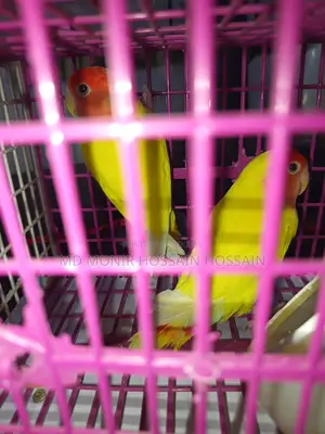 ১ জোড়া লাভ বাট পাখি ৬ টা ডিম সহ