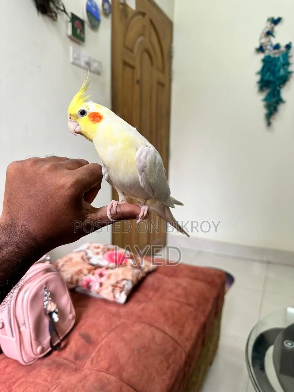 Cockatiel Bird
