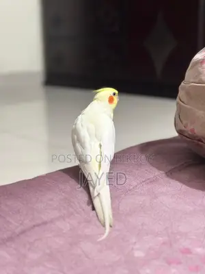 Cockatiel Bird