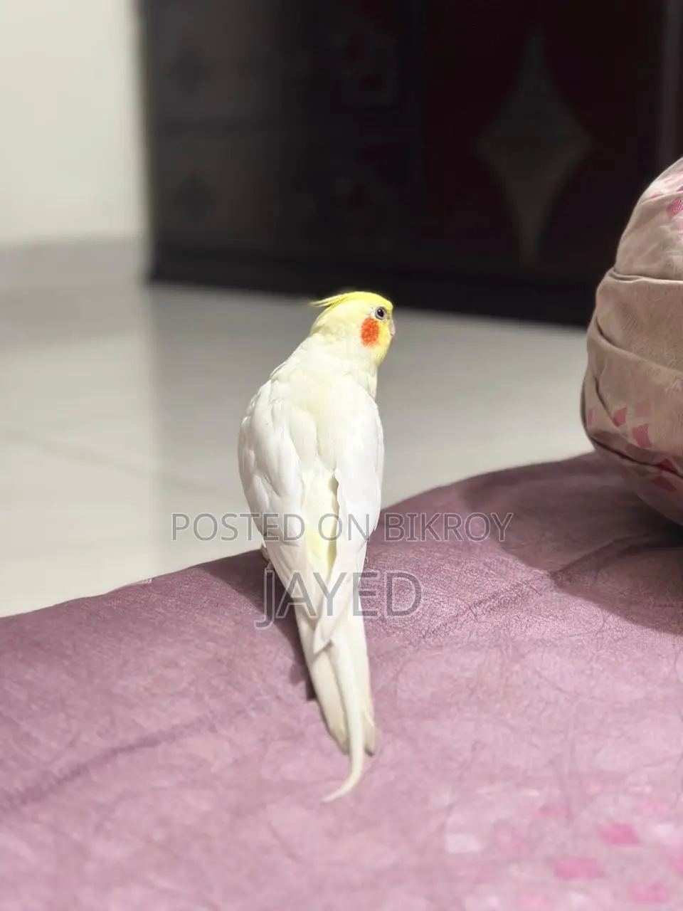 Cockatiel Bird