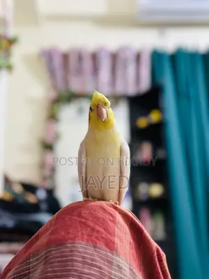 Cockatiel Bird