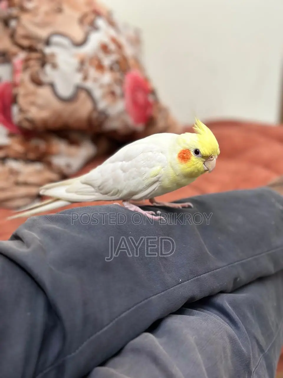 Cockatiel Bird