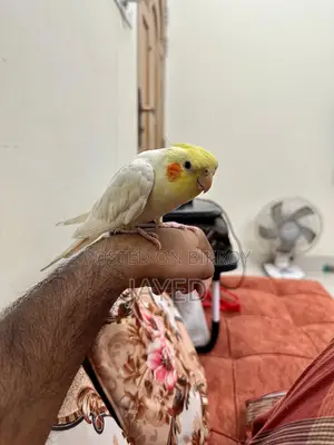 Cockatiel Bird