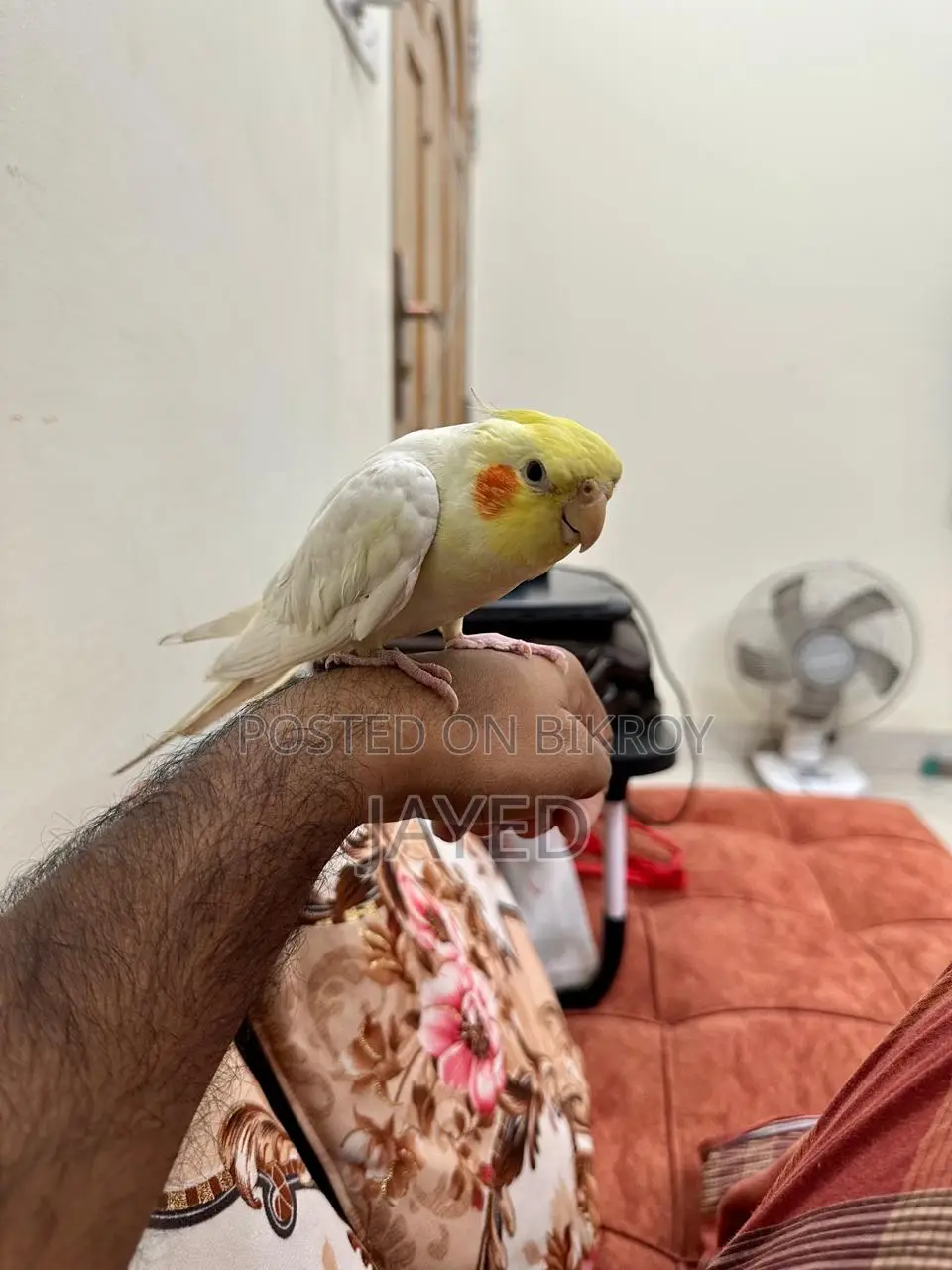 Cockatiel Bird