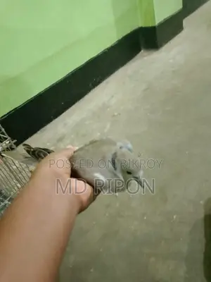 Male Ghughu Pakhi