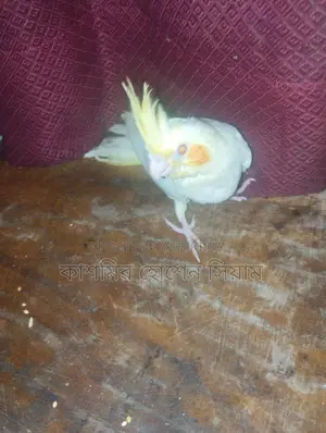 ককটেল পাখি