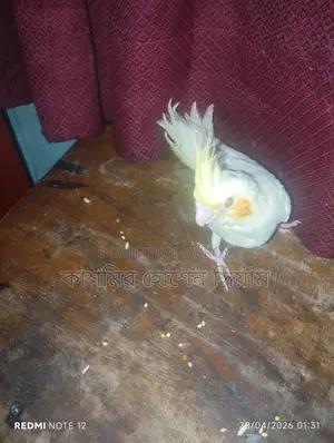 ককটেল পাখি