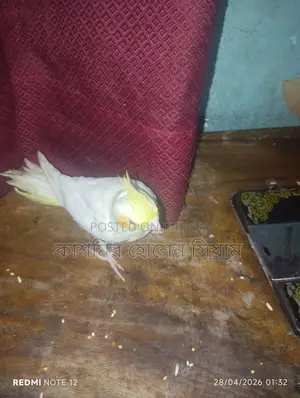 ককটেল পাখি