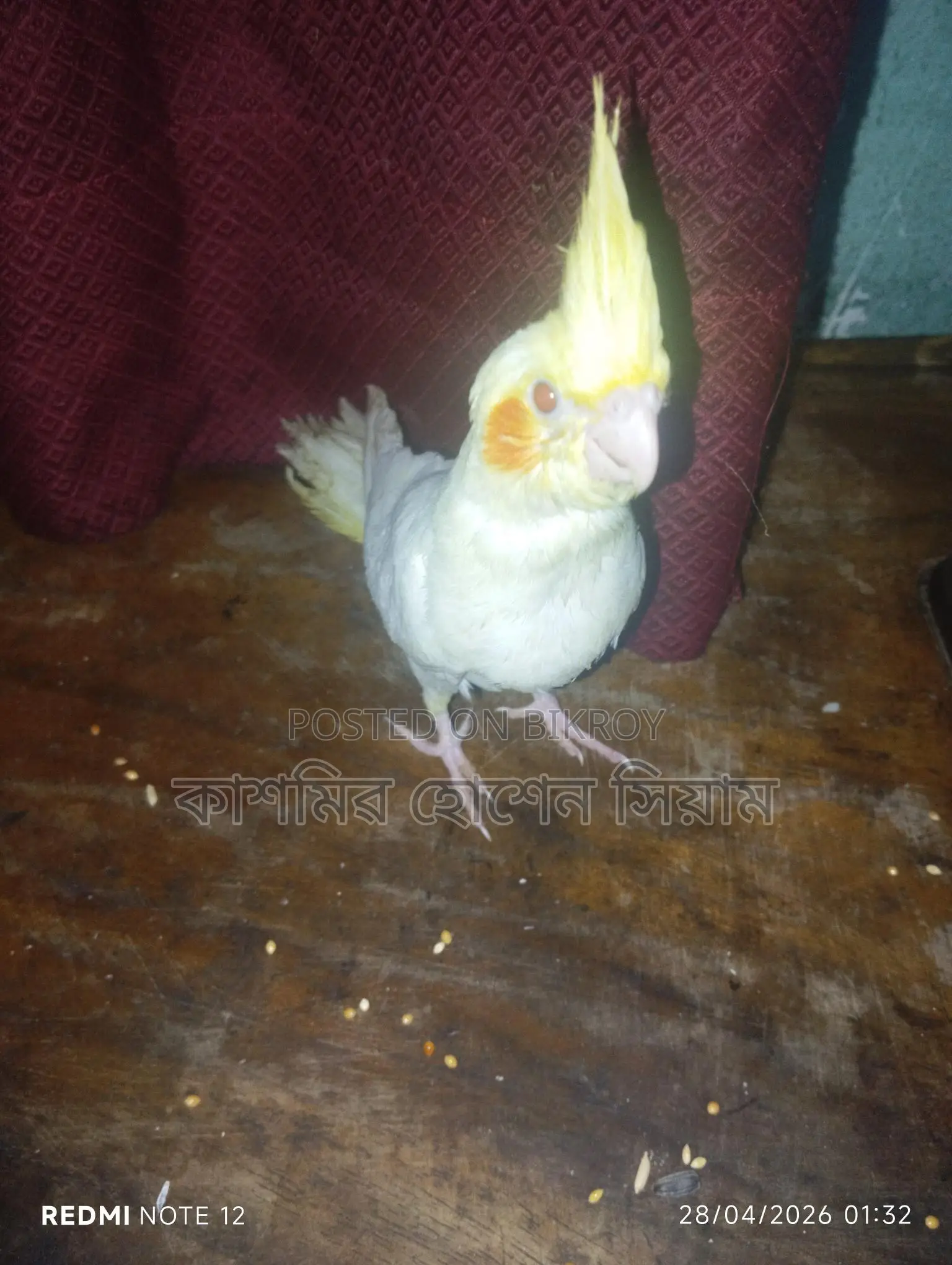 ককটেল পাখি