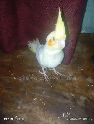 ককটেল পাখি