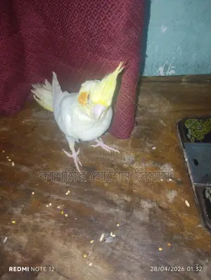 ককটেল পাখি