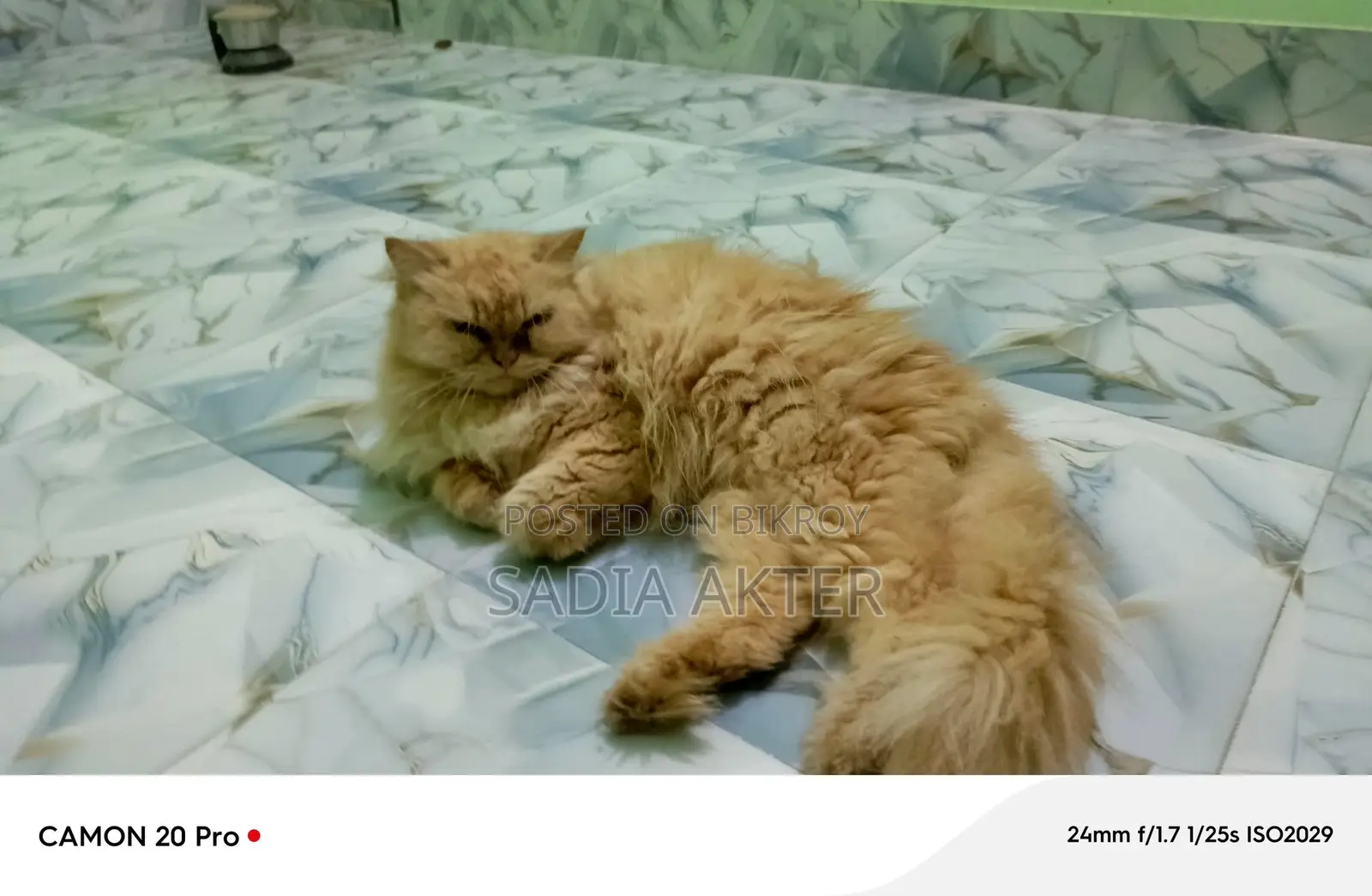 Traditional Persian F/A Cat