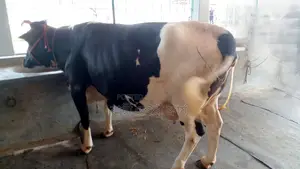 ১১৭৮ নং বেশী দুধের গাভী নিঃসন্ধেহে কিনতে পারেন ।
