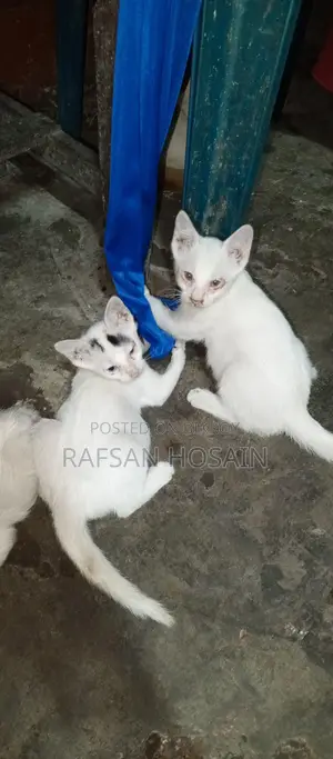 বিড়াল দত্তক