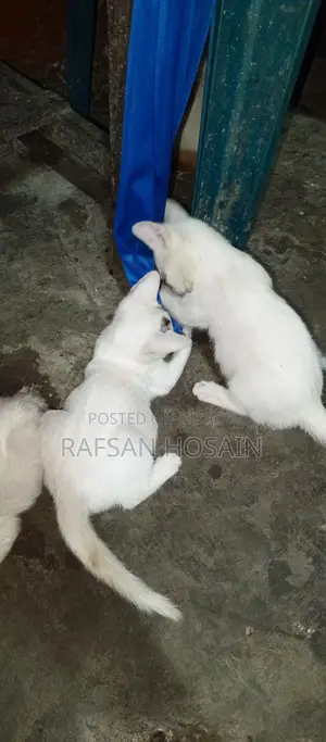 Cat Adoption