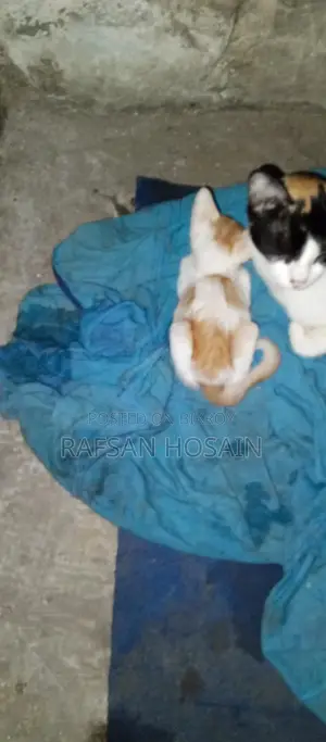 Cat Adoption