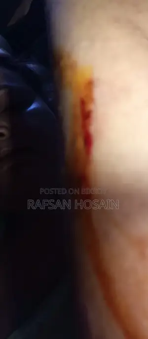 Cat Adoption