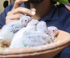 Tame Size Conure Baby