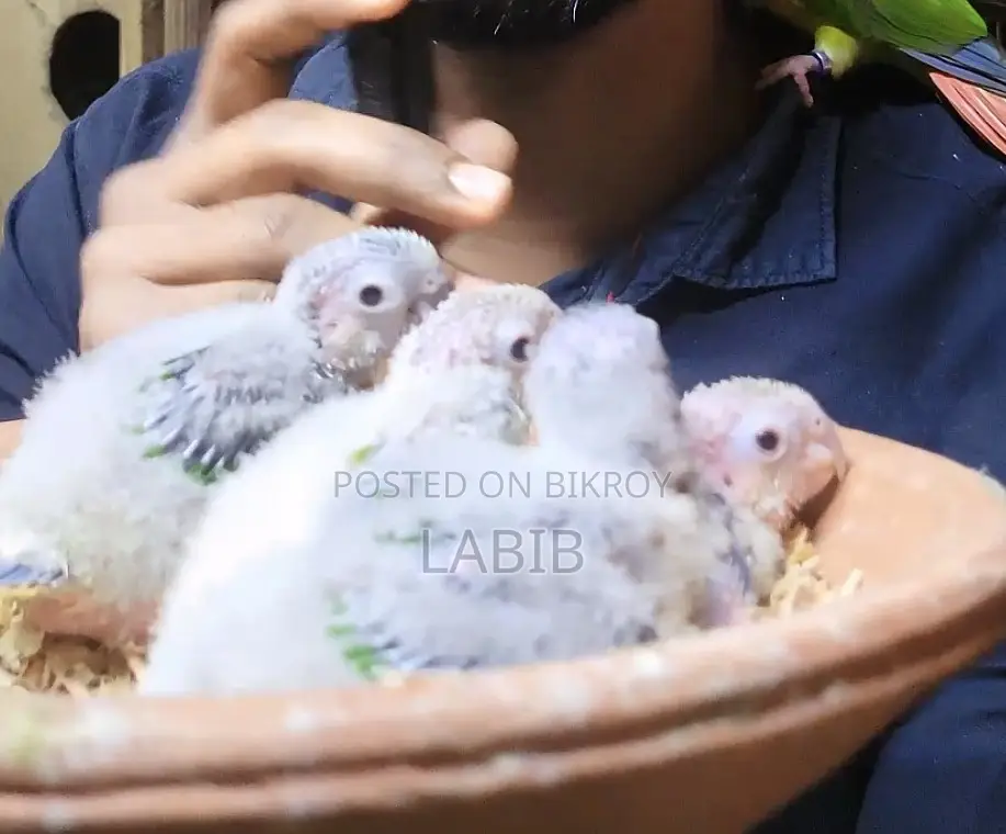 Tame Size Conure Baby