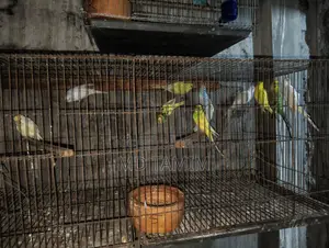 বাজরিগর পাখি