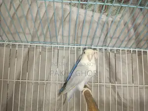 Lovebirds