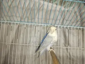 Lovebirds