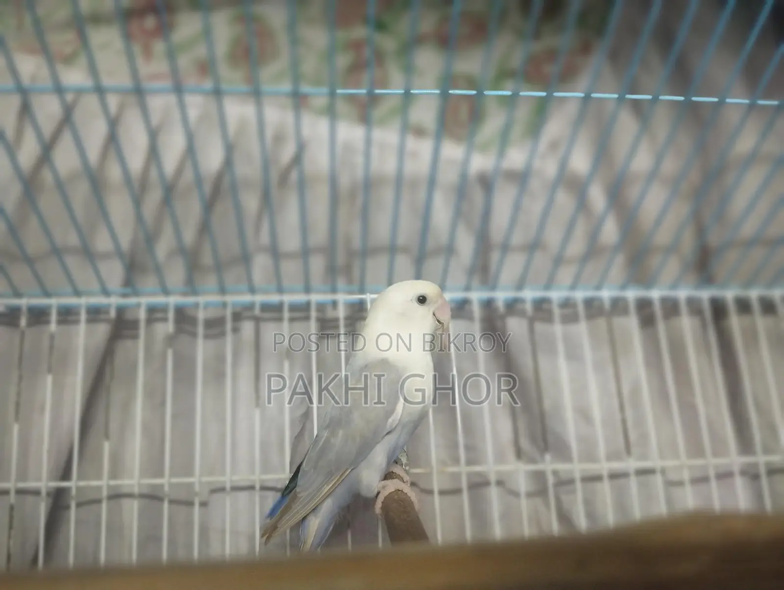 Lovebirds