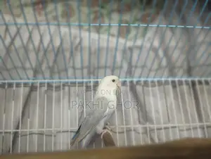 Lovebirds
