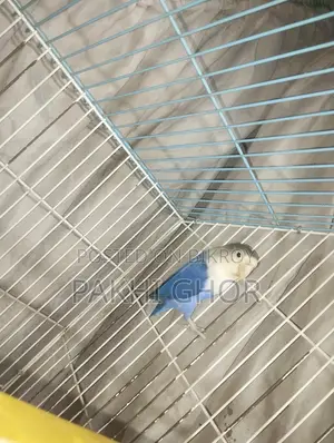 Lovebirds