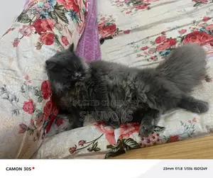 Persian Cat