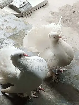 Moyuri Pigeon 1 Pair