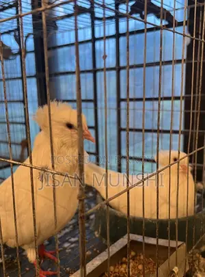 High-Quality Large Bombay Pigeon