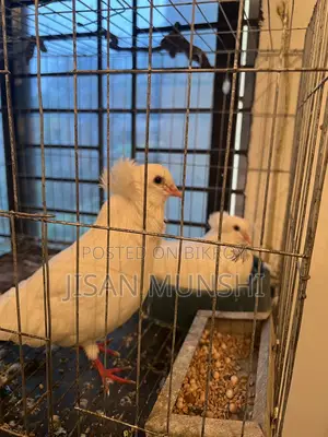 High-Quality Large Bombay Pigeon