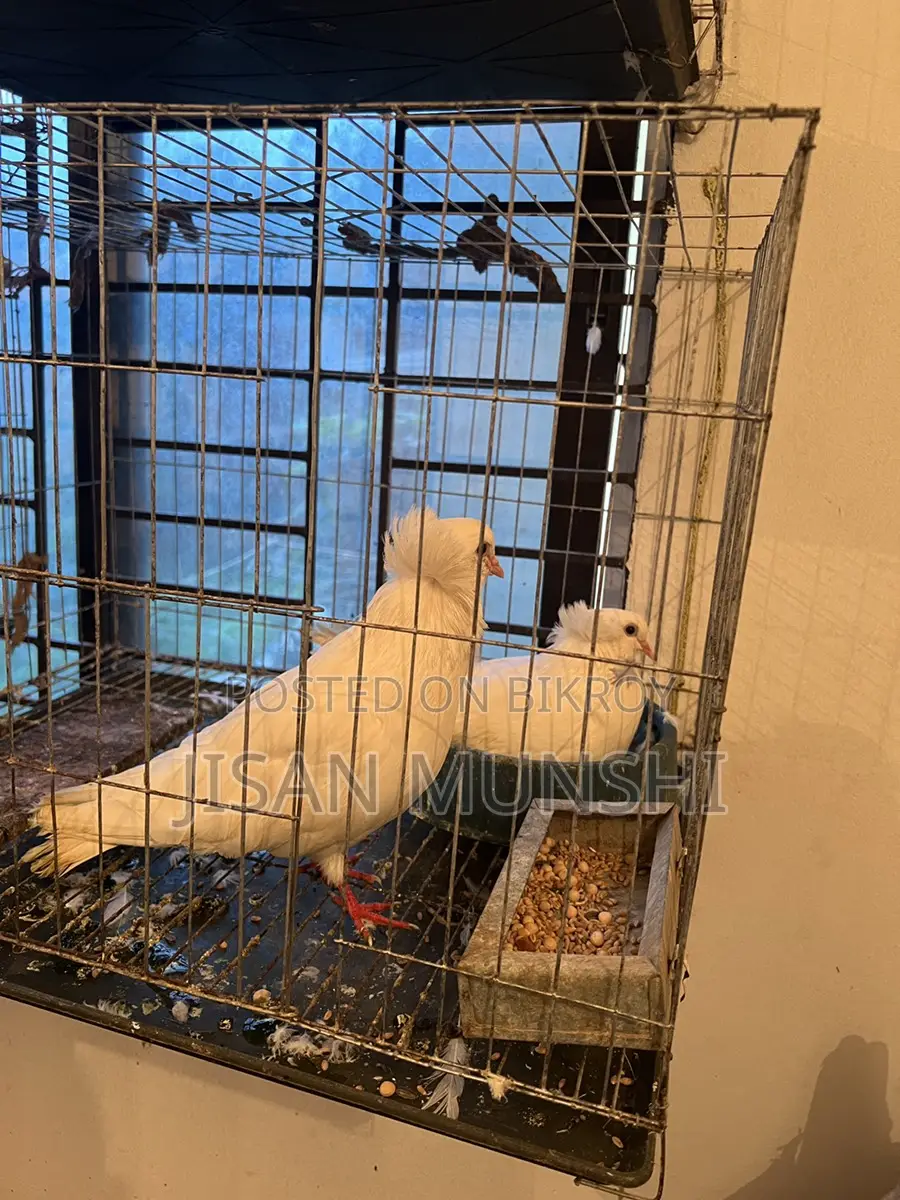 High-Quality Large Bombay Pigeon