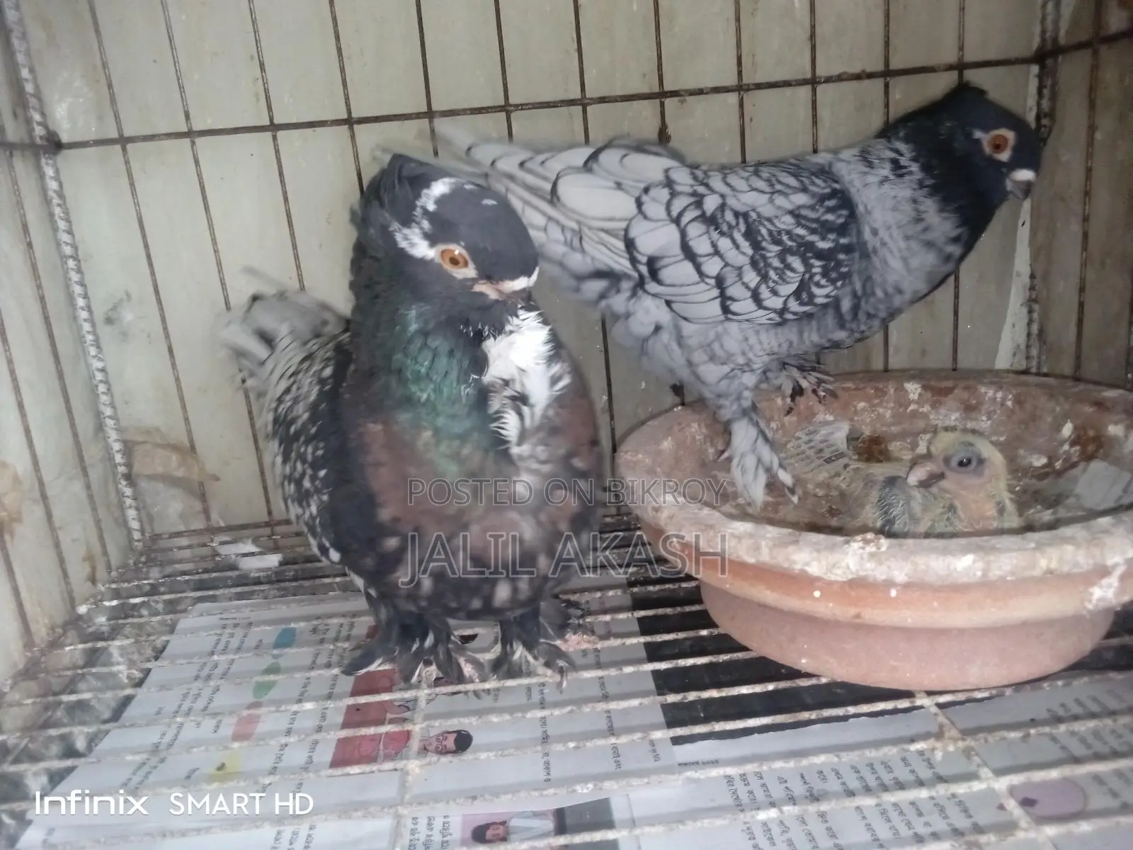 ব্লাকলেস মর্ডান বন্টিনেট রানিং পেয়ার
