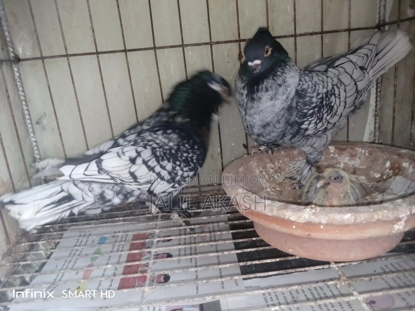 ব্লাকলেস মর্ডান বন্টিনেট রানিং পেয়ার
