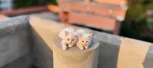 Mix Breed Cat