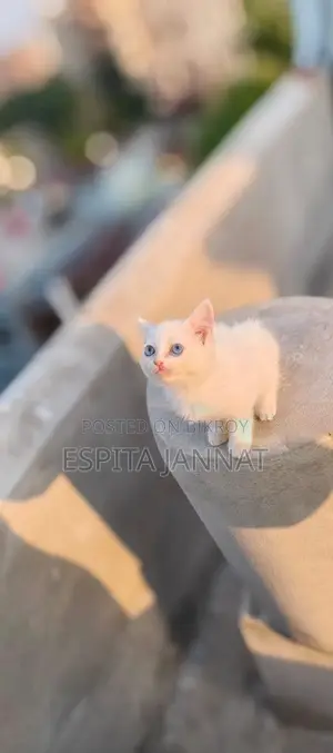 Mix Breed Cat