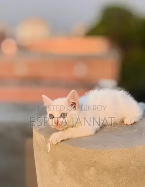 Mix Breed Cat