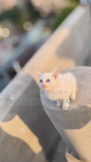 Mix Breed Cat